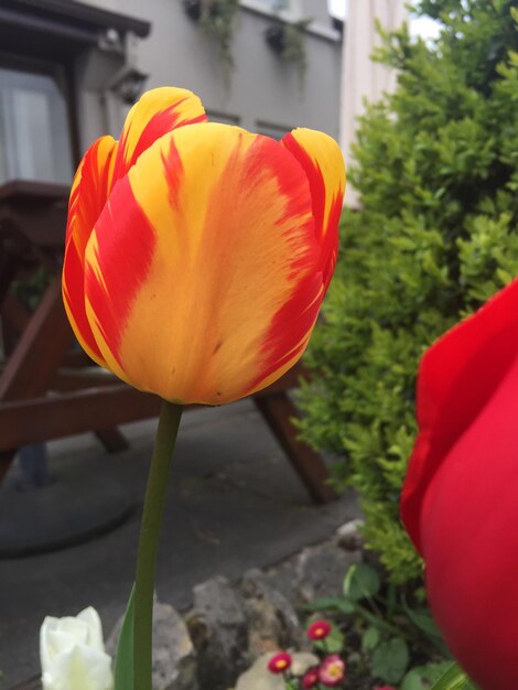 Close-up of yellow tulips blooming outdoors