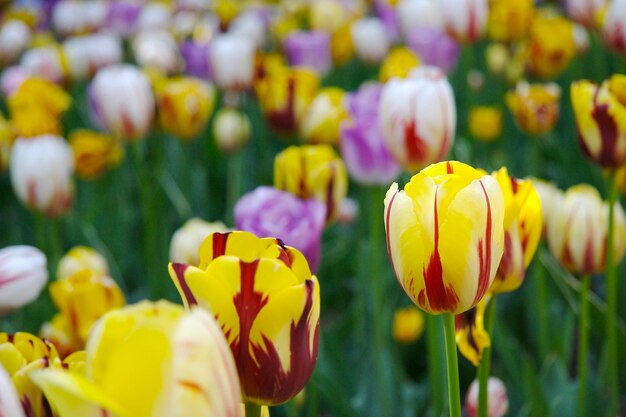 Photo close-up of yellow tulips on field