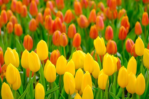 Close-up of yellow tulips in field