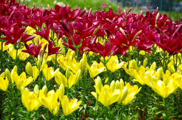 Close-up of yellow tulips in field