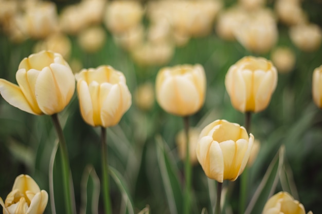 Макро желтые тюльпаны цветы в парке