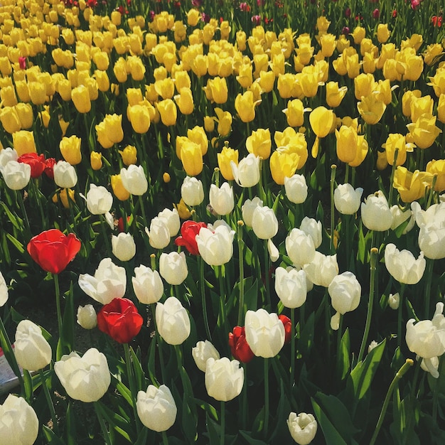 Close-up of yellow tulips growing on field