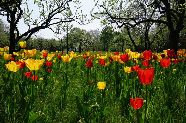 Close-up of yellow tulips in park