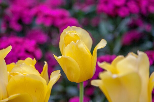 Close-up of yellow tulips in park