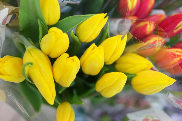 Close-up of yellow tulips