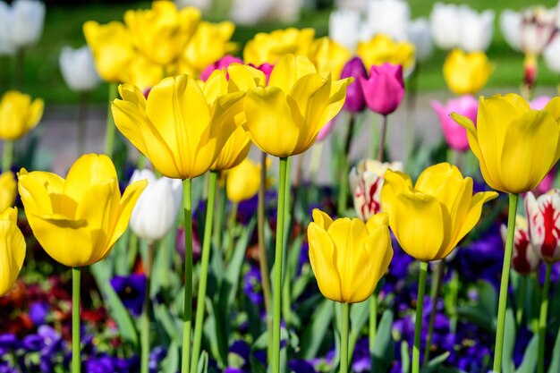 Close-up of yellow tulips