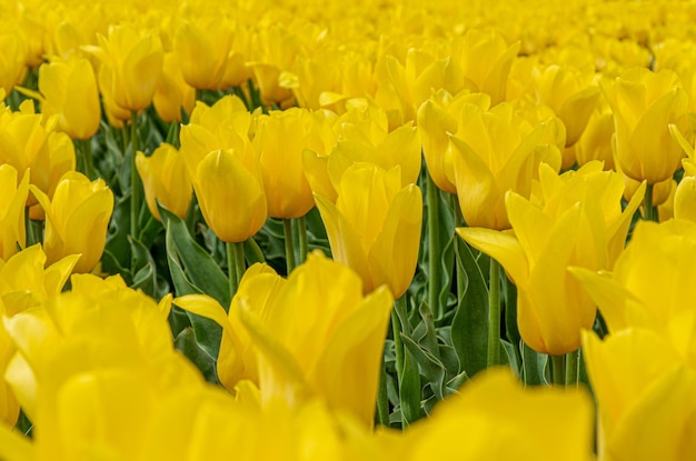 Close-up of yellow tulips