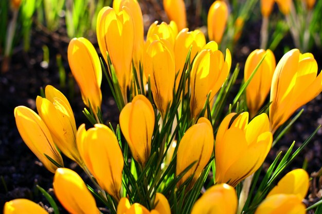 Close-up of yellow tulips