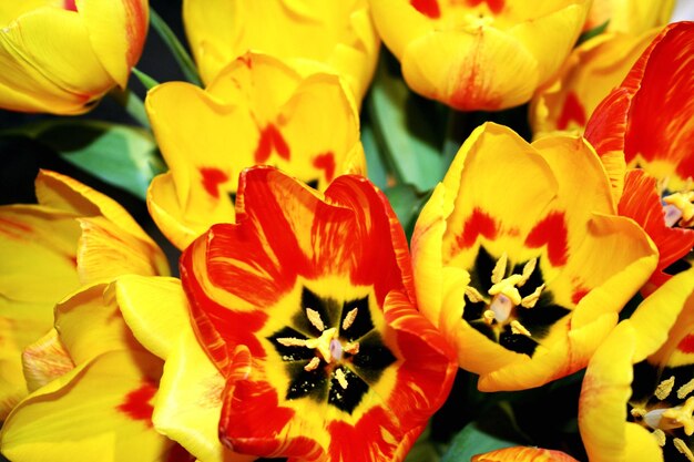 Close-up of yellow tulips