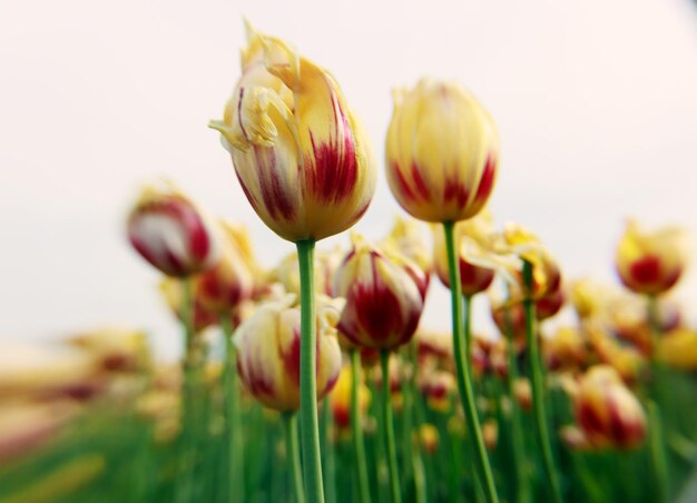 Close-up of yellow tulips