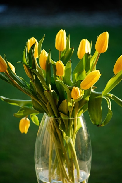 Close-up of yellow tulips