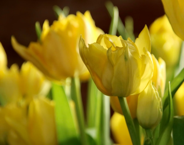 Close-up of yellow tulips