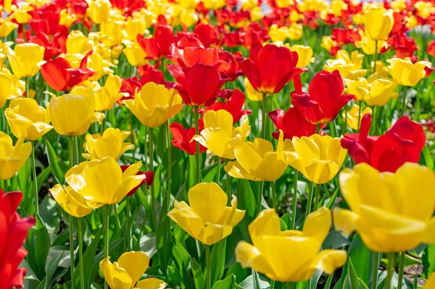 Close-up of yellow tulips