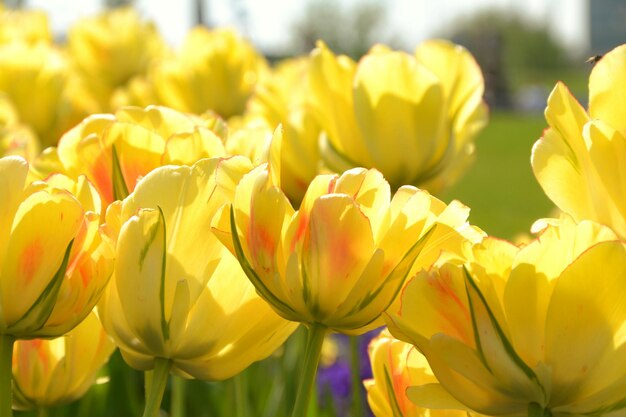 Close-up of yellow tulips