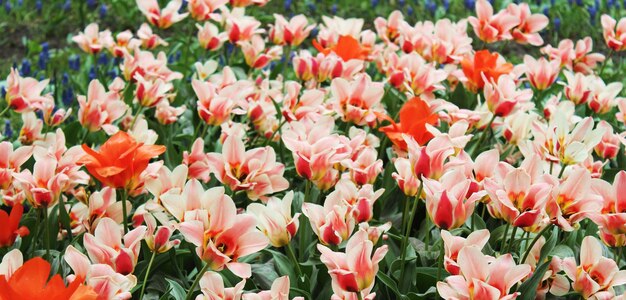 Close-up of yellow tulips