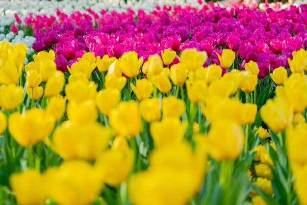 Close-up of yellow tulips