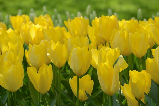 Close-up of yellow tulips