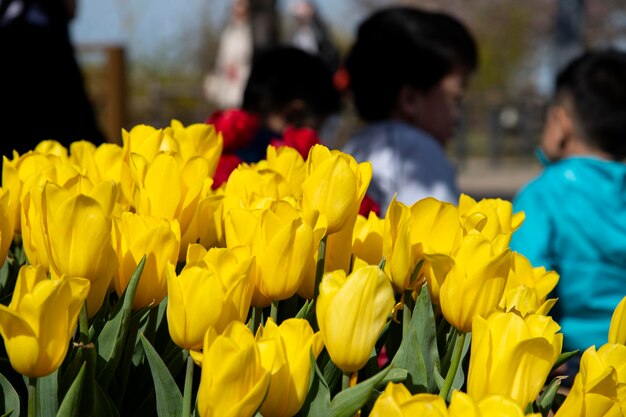 Close-up of yellow tulips