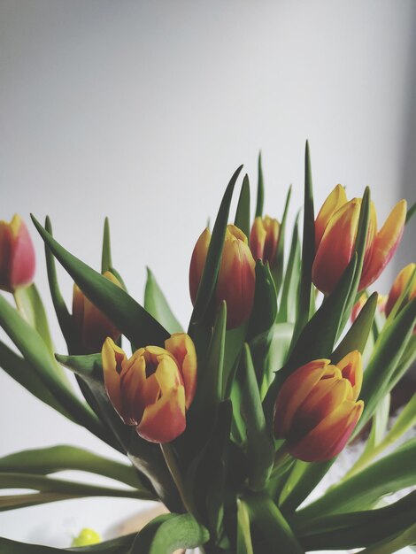 Photo close-up of yellow tulips