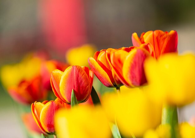 Close-up of yellow tulips