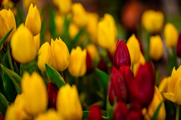 Close-up of yellow tulips