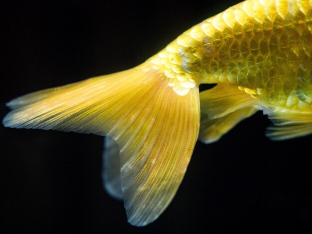 Foto close-up di giallo sottomarino su sfondo nero