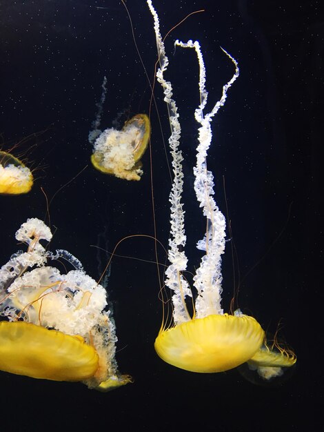 Photo close-up of yellow underwater