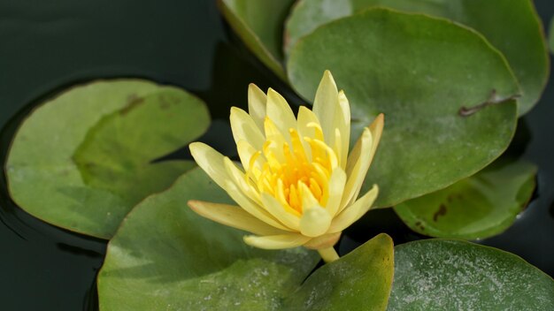 Close-up of yellow water lily blooming in pond