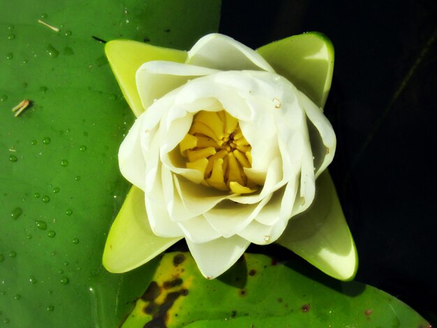 Foto prossimo piano del giglio d'acqua giallo