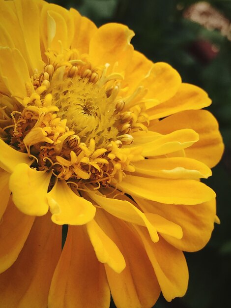 Close-up of yellow zinnia blooming outdoors