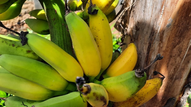 Close up, Yellowish green banana fruit on an old banana tree. High quality photos 08