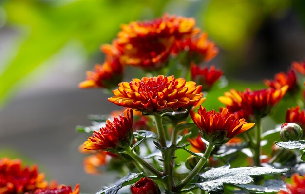 Close up of yelloworange chrysanthemums flowers