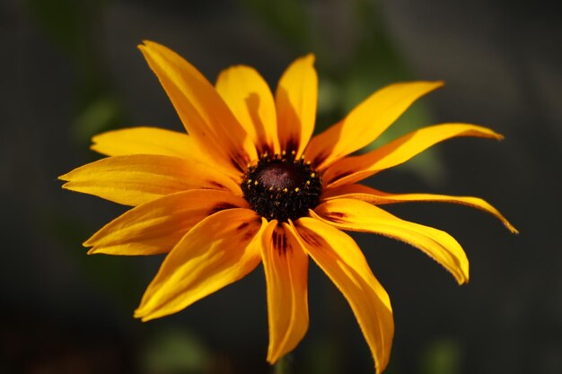 Close up of a yelloworange flower in the nature