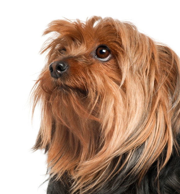 Close-up of Yorkshire Terrier, 5 years old,