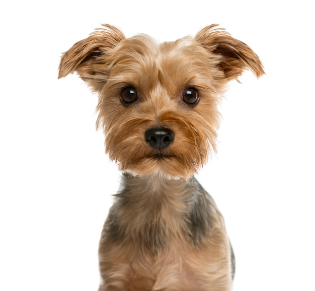 Close-up di un yorkshire terrier davanti a un muro bianco