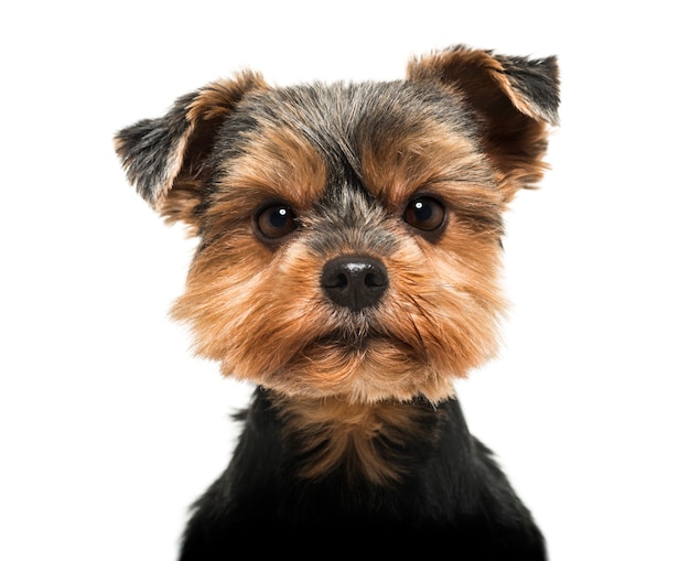 Close-up of a Yorkshire Terrier looking severly at the camera isolated on white