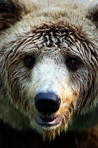 Foto un primo piano di un giovane orso