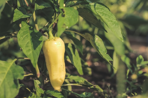 Close-up young bell peppers growing on a bush in the garden. Bulgarian or sweet pepper plants. Shallow depth of field.