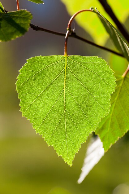 Photo close-up of a young birch tree green leaves