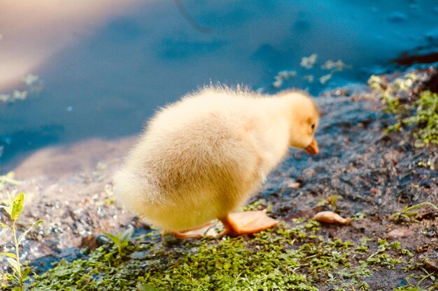 Photo close-up of a young bird on land