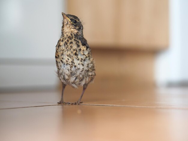 Photo close-up of young bird perching on tiled floor