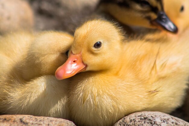 Close-up of a young bird