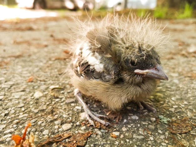 Foto prossimo piano di un uccello giovane