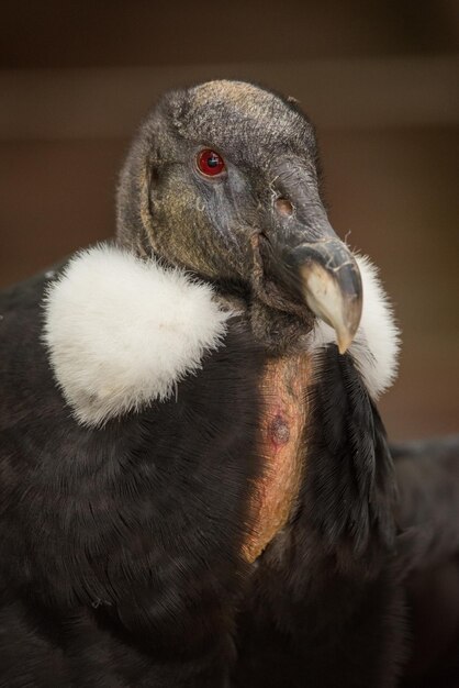 Close-up of young bird