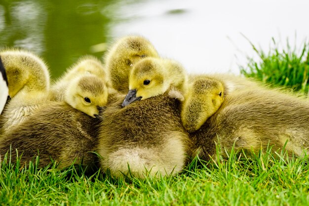 Photo close-up of young birds in grass