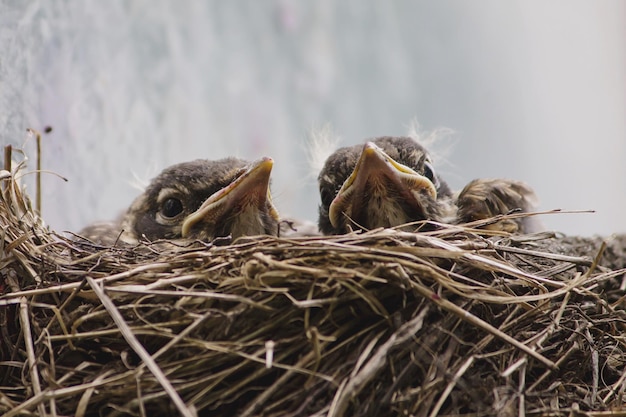 Foto close-up di giovani uccelli nel nido