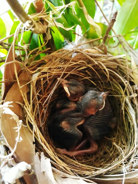 Photo close-up of young birds in nest