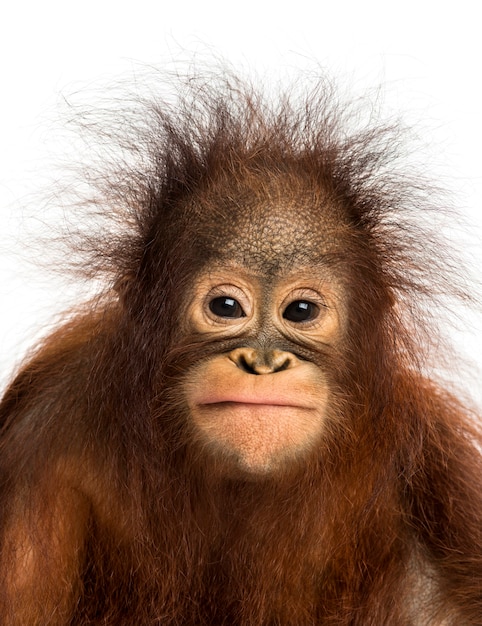 Photo close-up of a young bornean orangutan facing, looking at the camera, pongo pygmaeus, 18 months old, isolated on white