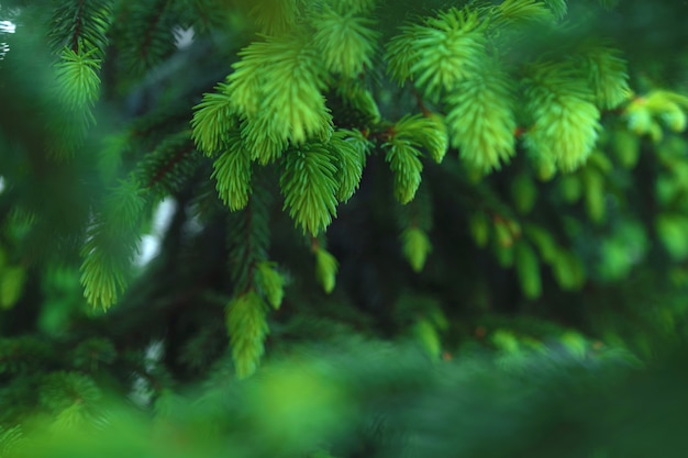 Close up of young branches of tree background