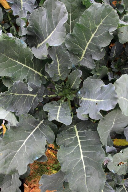 Foto primo piano della giovane pianta di broccoli brassica oleracea